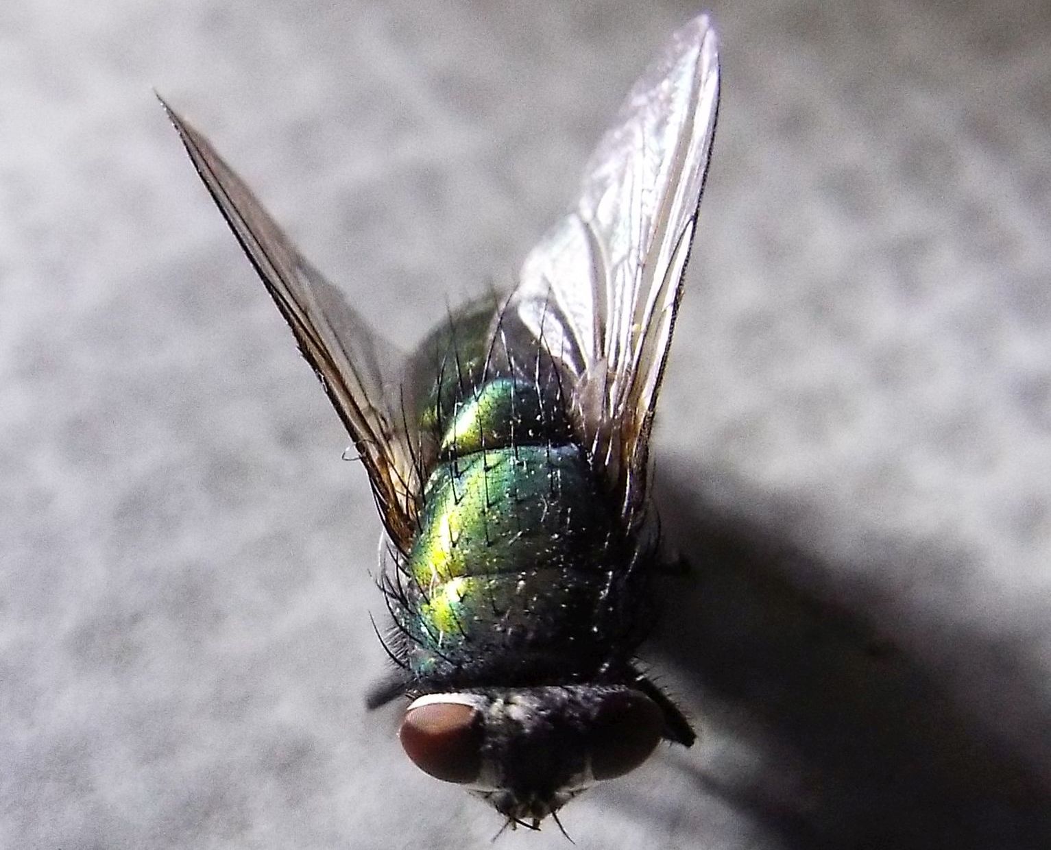 Lucilia sp. femmina del gruppo sericata (Calliphoridae)